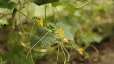 Tarım işi. Serada organik salatalık yetiştiriyor. Serada çiçek açan salatalıklar. Tarım sektöründe sübvansiyonlar.