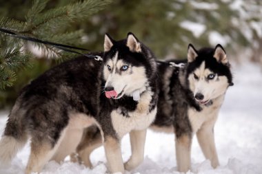 Kadınlar kışın iri köpeklerini parkta gezdirirler. Hayvanlarıyla kış yürüyüşü.