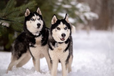 Kadınlar kışın iri köpeklerini parkta gezdirirler. Hayvanlarıyla kış yürüyüşü.