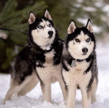Kadınlar kışın iri köpeklerini parkta gezdirirler. Hayvanlarıyla kış yürüyüşü.