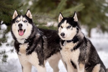 Kadınlar kışın iri köpeklerini parkta gezdirirler. Hayvanlarıyla kış yürüyüşü.