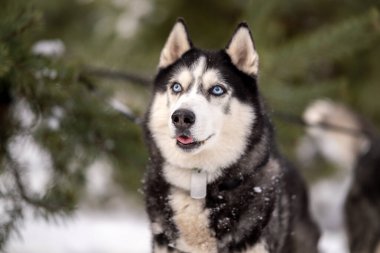 Kadınlar kışın iri köpeklerini parkta gezdirirler. Hayvanlarıyla kış yürüyüşü.