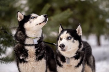 Kadınlar kışın iri köpeklerini parkta gezdirirler. Hayvanlarıyla kış yürüyüşü.
