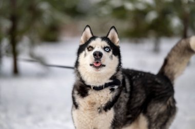 Kışın evcil köpeğinle parkta yürümek. İri bir köpeği besleyip beslemek..