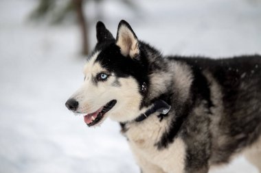Kışın evcil köpeğinle parkta yürümek. İri bir köpeği besleyip beslemek..