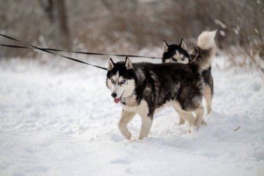Kadınlar kışın iri köpeklerini parkta gezdirirler. Hayvanlarıyla kış yürüyüşü.