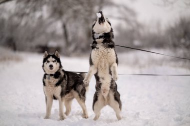 Kadınlar kışın iri köpeklerini parkta gezdirirler. Hayvanlarıyla kış yürüyüşü.