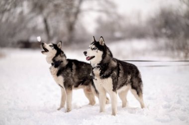 Kadınlar kışın iri köpeklerini parkta gezdirirler. Hayvanlarıyla kış yürüyüşü.