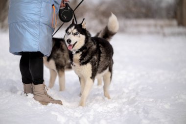 Kadınlar kışın iri köpeklerini parkta gezdirirler. Hayvanlarıyla kış yürüyüşü.