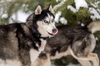 Kadınlar kışın iri köpeklerini parkta gezdirirler. Hayvanlarıyla kış yürüyüşü.