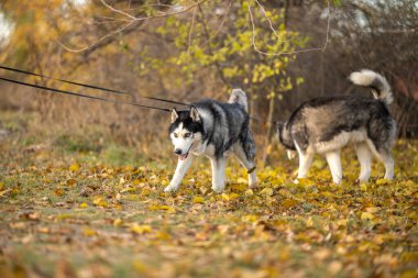 Sonbaharda en sevdiğiniz köpeğinizle parkta yürüyüş yapmak. Köpeğinle parkta sonbahar yürüyüşü..