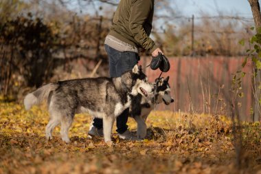 Sonbaharda en sevdiğiniz köpeğinizle parkta yürüyüş yapmak. Köpeğinle parkta sonbahar yürüyüşü..