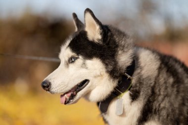 Sonbaharda en sevdiğiniz köpeğinizle parkta yürüyüş yapmak. Köpeğinle parkta sonbahar yürüyüşü..