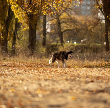 Sonbaharda en sevdiğiniz köpeğinizle parkta yürüyüş yapmak. Köpeğinle parkta sonbahar yürüyüşü..
