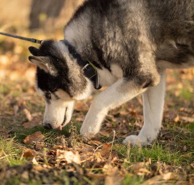 Sonbaharda en sevdiğiniz köpeğinizle parkta yürüyüş yapmak. Köpeğinle parkta sonbahar yürüyüşü..