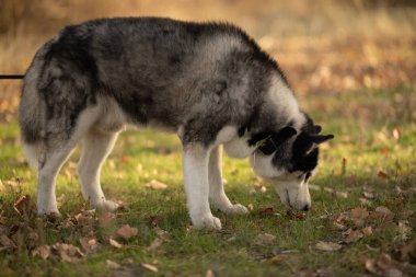 Sonbaharda en sevdiğiniz köpeğinizle parkta yürüyüş yapmak. Köpeğinle parkta sonbahar yürüyüşü..