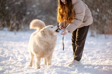 Kışın sevgili evcil hayvanı Samoyed ile parkta bir gölün kıyısında yürüyen bir kız. Kışın köpeği gezdiriyorum..