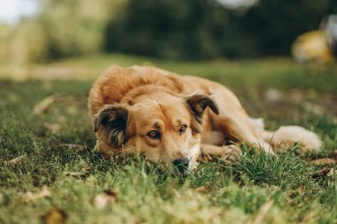 Akşamleyin köpekle parkta yürüyüş yapmak. Güzel bir köpek yemek yedikten sonra sonbaharda çimlerin üzerinde dinleniyor..