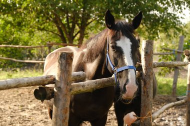 Yarış atlarının bakımını ve bakımını bir yarış atı yapıyor ve sonbaharda akşamları saman yiyor..