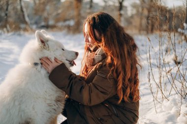 Favori Samoyed hayvanınla kış yürüyüşü. Köpekleri severim. Noel beklentisiyle köpeği gezdiriyorum..