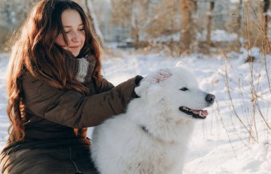 Favori Samoyed hayvanınla kış yürüyüşü. Köpekleri severim. Noel beklentisiyle köpeği gezdiriyorum..
