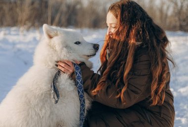 Favori Samoyed hayvanınla kış yürüyüşü. Köpekleri severim. Noel beklentisiyle köpeği gezdiriyorum..