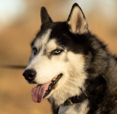 Sonbaharda en sevdiğiniz köpeğinizle parkta yürüyüş yapmak. Köpeğinle parkta sonbahar yürüyüşü..