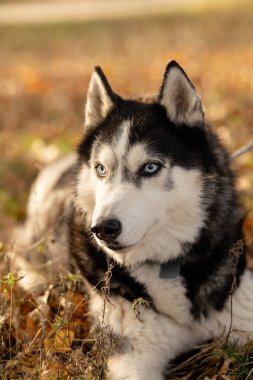 Sonbaharda en sevdiğiniz köpeğinizle parkta yürüyüş yapmak. Köpeğinle parkta sonbahar yürüyüşü..