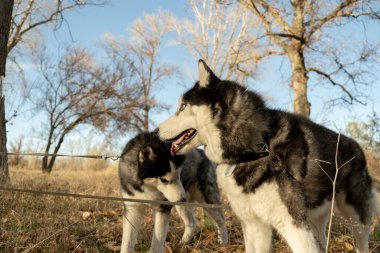 Sonbaharda en sevdiğiniz köpeğinizle parkta yürüyüş yapmak. Köpeğinle parkta sonbahar yürüyüşü..
