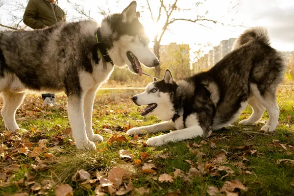Sonbaharda en sevdiğiniz köpeğinizle parkta yürüyüş yapmak. Köpeğinle parkta sonbahar yürüyüşü..
