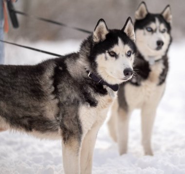 Kadınlar kışın iri köpeklerini parkta gezdirirler. Hayvanlarıyla kış yürüyüşü.