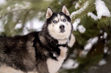 Kadınlar kışın iri köpeklerini parkta gezdirirler. Hayvanlarıyla kış yürüyüşü.