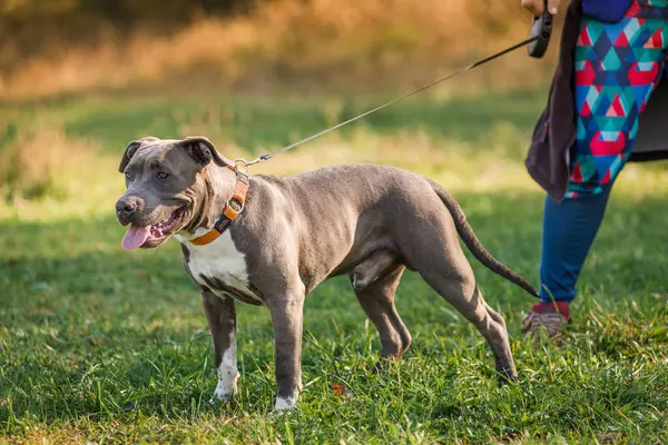 Morning walk with teenage Staffordshire Terriers in the park. Love for pets. Autumn walk with dogs.