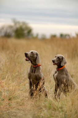 Köpekleri ava çıkarıyoruz. Büyük kuşlar için bir köpekle avlanmak. Bir köpekle sonbahar avı..