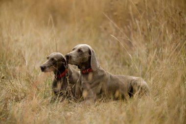 Köpekleri ava çıkarıyoruz. Büyük kuşlar için bir köpekle avlanmak. Bir köpekle sonbahar avı..