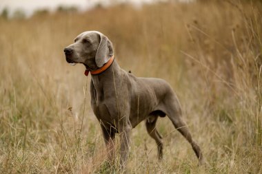 Weimaraner avda. Çiftleşen av köpekleri.