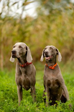 Weimaraner avda. Çiftleşen av köpekleri.