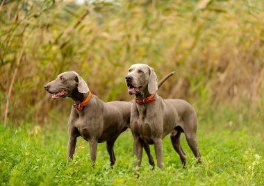 Weimaraner avda. Çiftleşen av köpekleri.