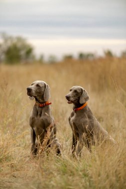 Köpekleri ava çıkarıyoruz. Büyük kuşlar için bir köpekle avlanmak. Bir köpekle sonbahar avı..