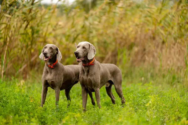 Weimaraner avda. Çiftleşen av köpekleri.