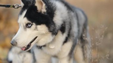 Sonbaharda sevgili Huskies ile parkta yürümek. Sabahları parkta köpek gezdiriyorum..