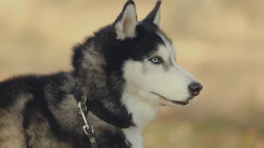 Sonbaharda sevgili Huskies ile parkta yürümek. Sabahları parkta köpek gezdiriyorum..