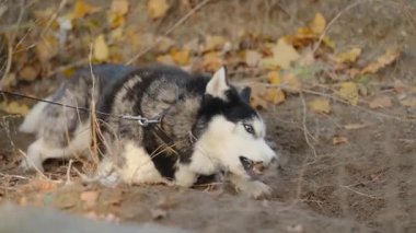 Sonbaharda sevgili Huskies ile parkta yürümek. Sabahları parkta köpek gezdiriyorum..