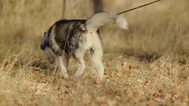 Sonbaharda sevgili Huskies ile parkta yürümek. Sabahları parkta köpek gezdiriyorum..