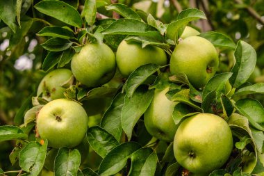 Bahçede organik yeşil elmalar yetiştiriyor. Elma olgunlaşma mevsimi. Sonbaharda elma hasatı.
