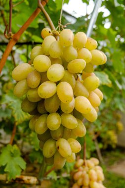 Üzüm hasadı. Sonbaharda olgunlaşan sarı üzümler.