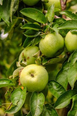 Bahçede organik yeşil elmalar yetiştiriyor. Elma olgunlaşma mevsimi. Sonbaharda elma hasatı.