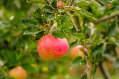 Bahçede organik elmalar yetiştiriyor. Elma olgunlaşma mevsimi. Sonbaharda elma hasatı.