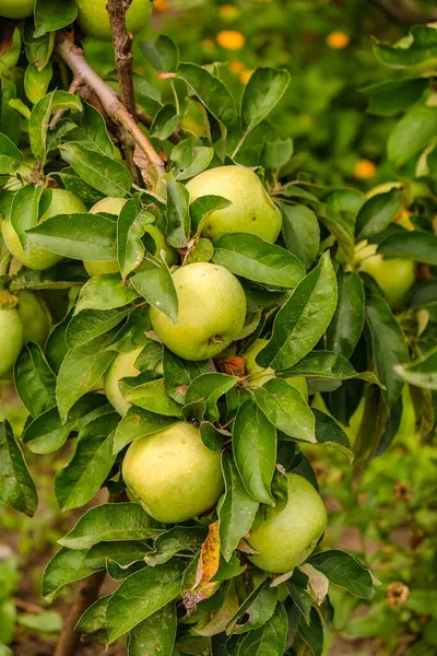Bahçede organik yeşil elmalar yetiştiriyor. Elma olgunlaşma mevsimi. Sonbaharda elma hasatı.