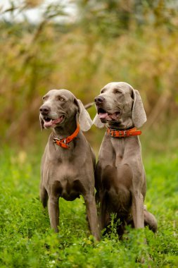 Weimaraner avda. Çiftleşen av köpekleri.